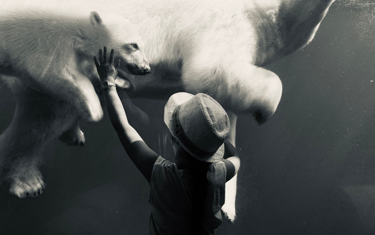 A polar bear swims close to a woman's hand at an aquarium window, showcasing a unique encounter.